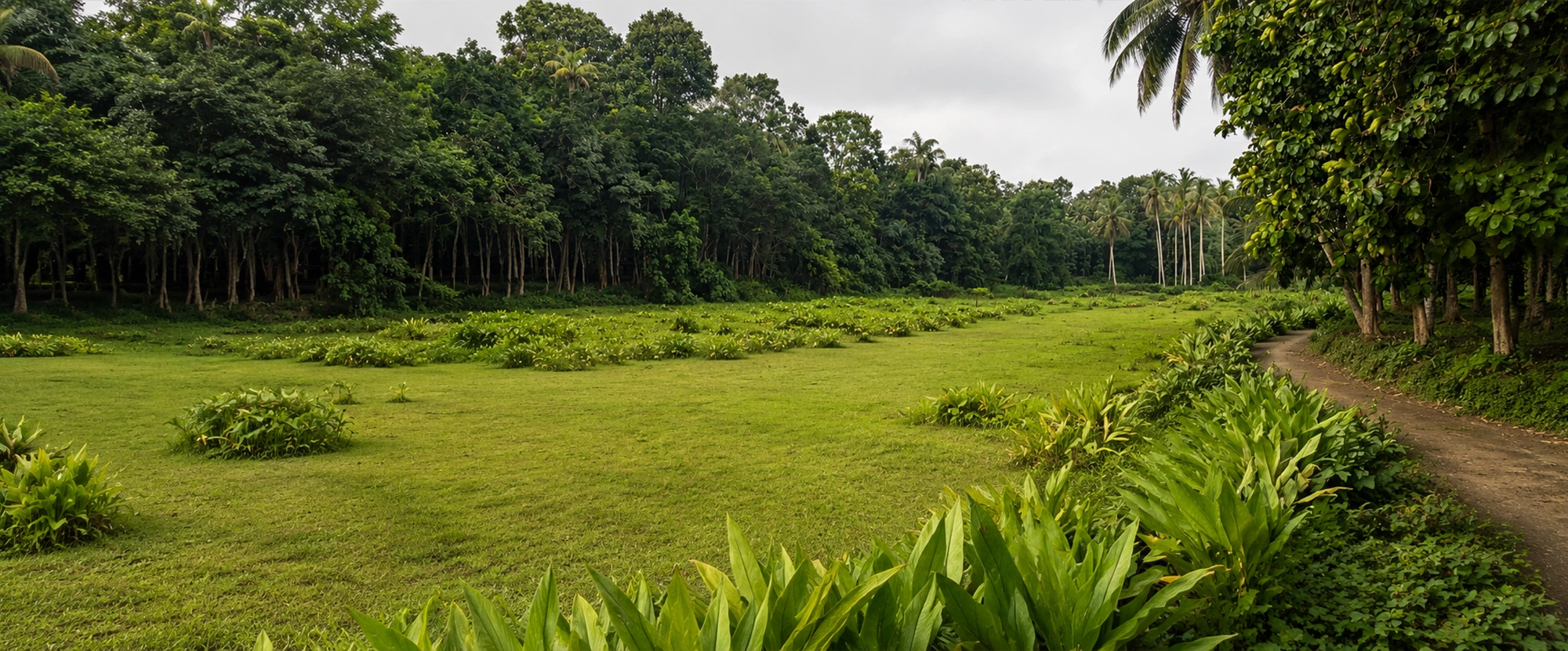 2.5 Acre Wetland in Kottoor, Kaviyoor