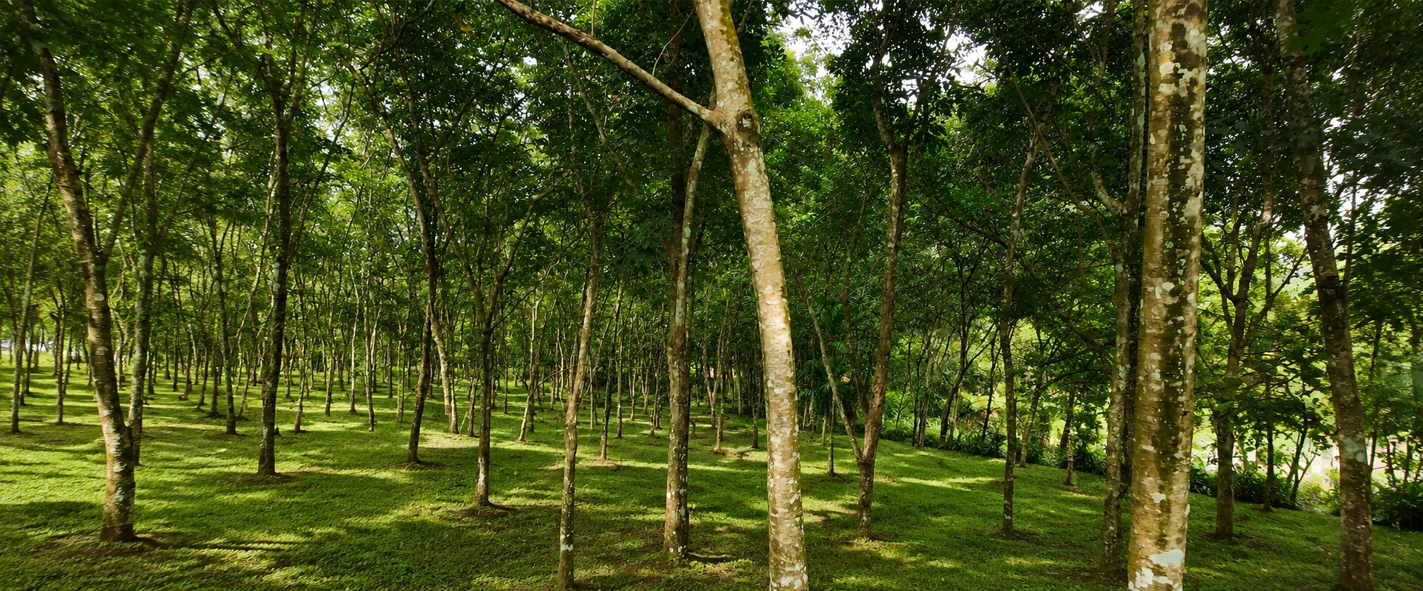 2.5 Acre Wetland in Kottoor, Kaviyoor