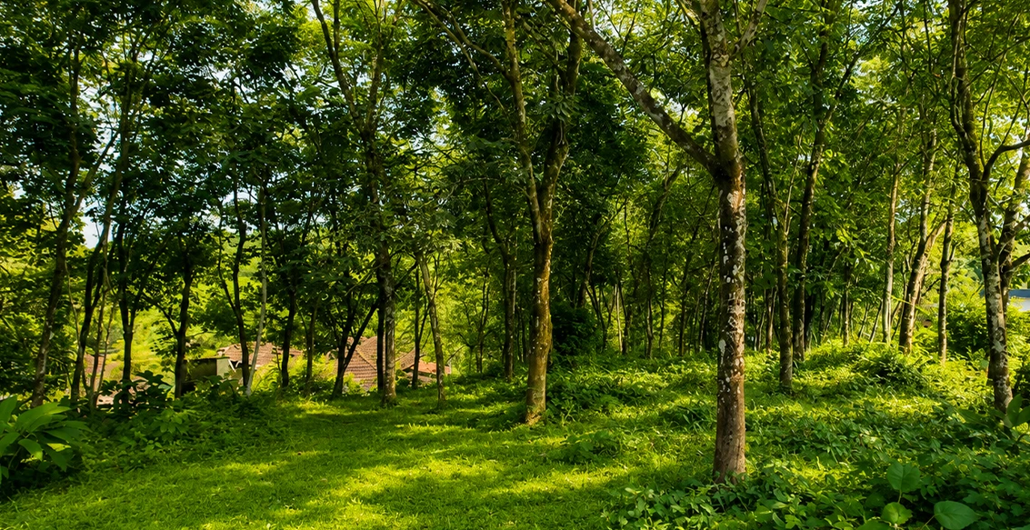 1.4 Acre Rubber Plantation in Kottoor, Kaviyoor