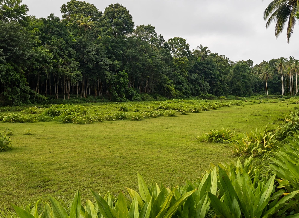 2.5 Acre Land with Old Bungalow in Kottoor, Kaviyoor