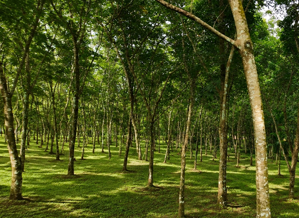 2.5 Acre Land with Old Bungalow in Kottoor, Kaviyoor