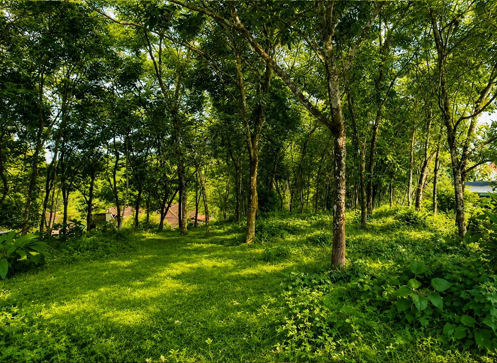 2.5 Acre Property in Kottoor, Kaviyoor